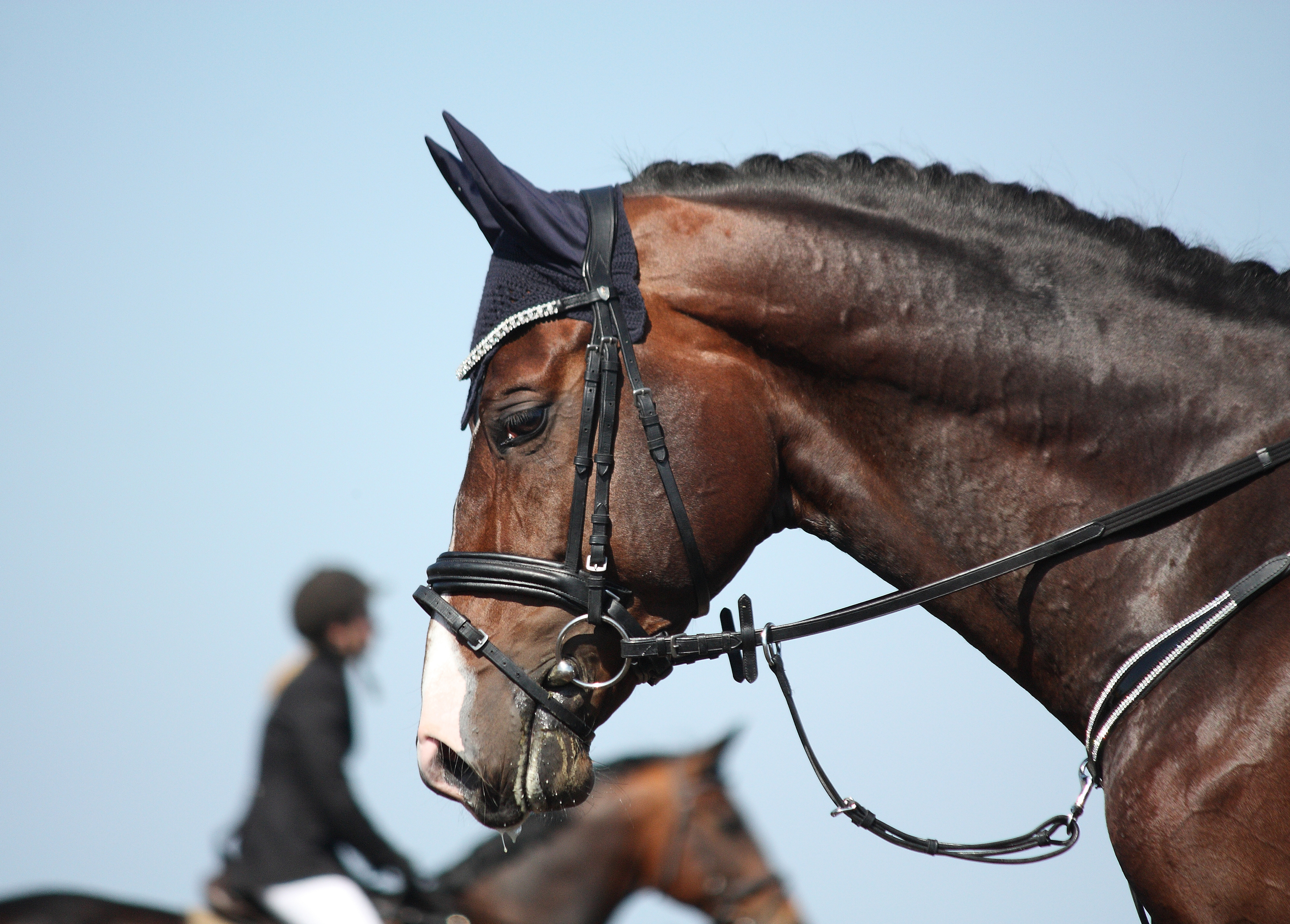 Equestrian Email Marketing 