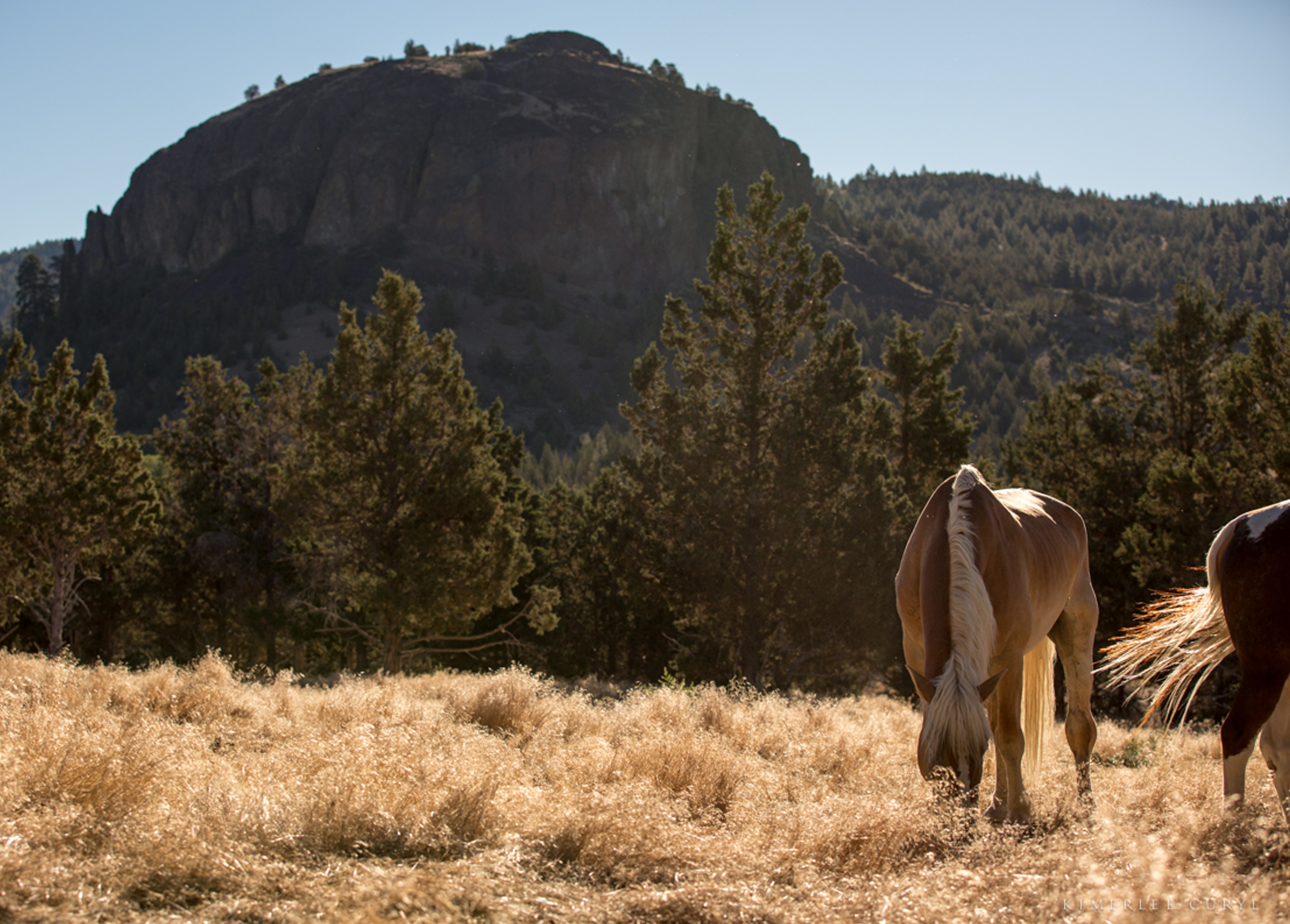 Skydog Ranch & Sanctuary