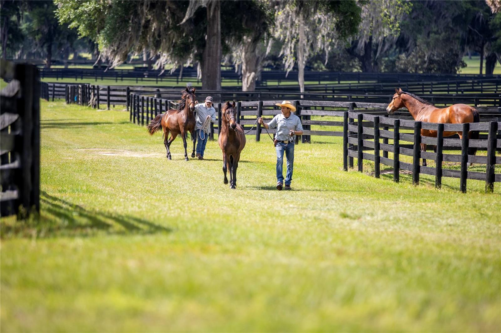 Horse Pastures