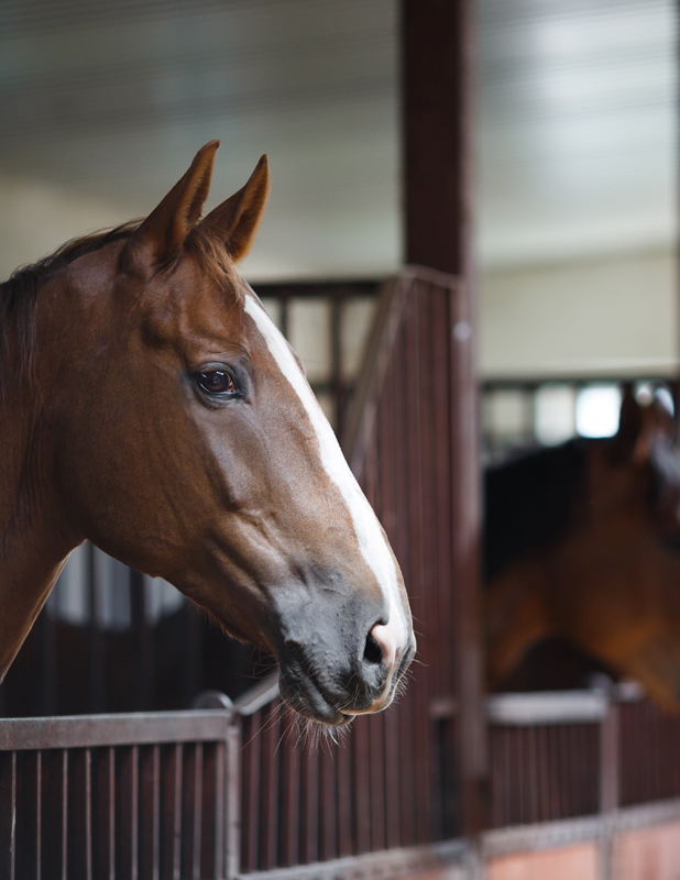 Equestrian Stables